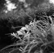 Rolleiflex 2.8F Test Photo - 1.jpg