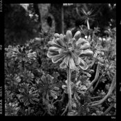 succulent_Hblad2000_60mm_TriX_2_20 copy.jpg