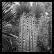 cactus_Hblad2000_60mm_TriX_2_20 copy 2.jpg