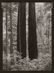 Two RedsEmCreek.jpg