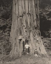 Boys_Redwood.jpg