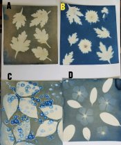 Cyanotype Collage.jpg