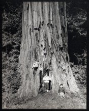 3Boys, Redwoods_Platinum.jpg