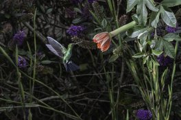 Colibri & Passiflora.jpg