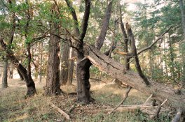 broken_tree_01a.jpg