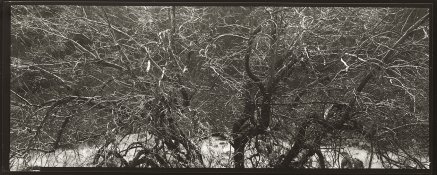 Branches_DryFalls_WA.jpg