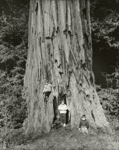 ThreeBoysRedwood2003.jpg