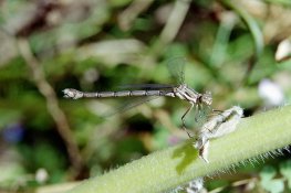Damselfly 1.jpg
