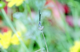 Damselfly 2.jpg