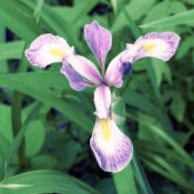 iris.jpg