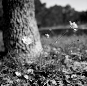 New Flowers in March 2020 Arista EDU 100 Hasselblad 501c.jpg New Flowers in March 2020 Arista EDU 100 Hasselblad 501c.jpg