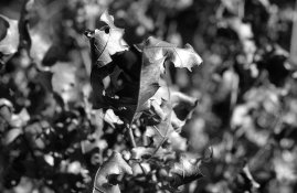 Fall 2019 (Oak Leaves About to Fall) Nikon F Pan F 50.jpg Fall 2019 (Oak Leaves About to Fall) Nikon F Pan F 50.jpg
