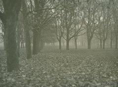 fomapan_tetenal-ultrafin_caffenol-c-h.jpg