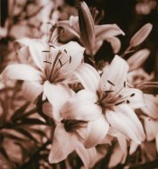 Lilies, Lith.jpg