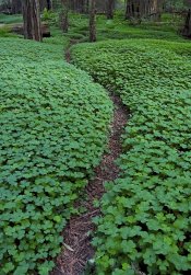 RedwoodSorrel.jpg