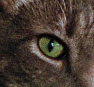 eye-detail-epson.jpg eye-detail-epson.jpg