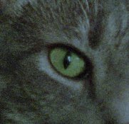 eye-detaiil-f8.jpg eye-detaiil-f8.jpg