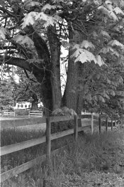 Tmax400-4.jpg