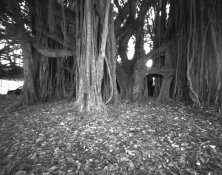 ficus.jpg