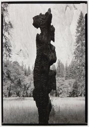 Burnt Snag_Carbon.jpg
