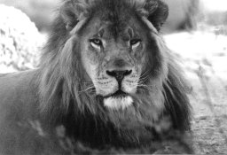 Lion PZ June 21 .jpg