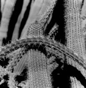 AZ BG 2020 Foma 200, F76 .jpg