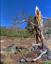 YS-tree-02.jpg