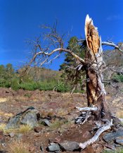 YS-tree-02.jpg