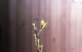img069.jpg