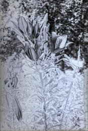 blwn-1.jpg