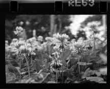 _clover_tmax.jpg