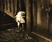Lith chickenAss lisa murzin.jpg