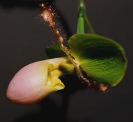 Orchid-07c.jpg