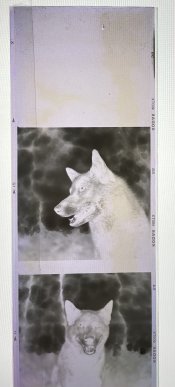 IMG_1794.jpeg