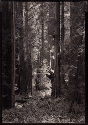 Hutchins_RedwoodCathedral_Book.jpg