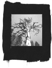 PlatinumTree.jpg