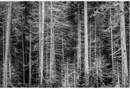 Yosemite Trees.png