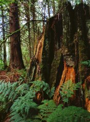 65910009e-stump.jpg