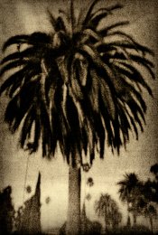 Zuili Palm Tree.jpg