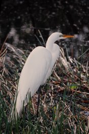 DSC_0543-1.jpg
