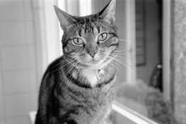 yashicat4_neopan400_rodinal.jpg
