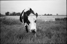 yashicat5_panf_rodinal.jpg
