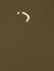 whatisit01.jpg