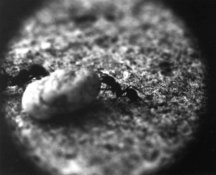 TinyWorld.jpg