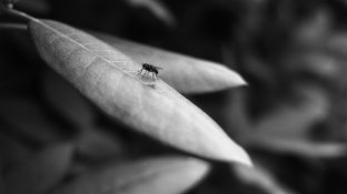 Enlarged bug on leaf.jpg
