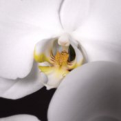 Orchid color.jpg