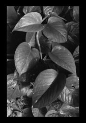 Plant-1.jpg