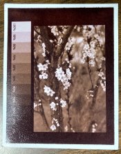 IMG_1515.jpg
