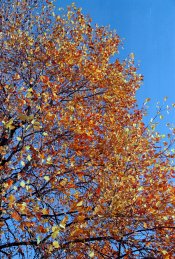 2021-11-11-0001.jpg