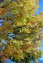 2021-11-11-0005.jpg